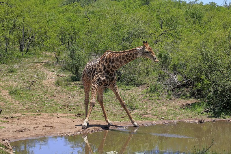 Cape giraffe (Giraffa camelopardalis giraffa), adult, water, Kruger, Kruger National Park, South Africa