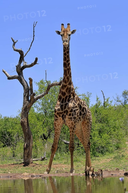 Cape giraffe (Giraffa camelopardalis giraffa), adult, water, Kruger, Kruger National Park, South Africa