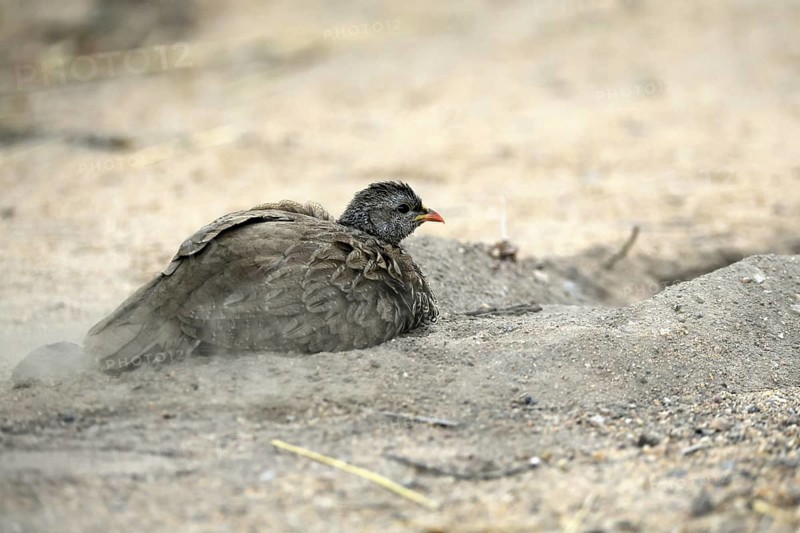Natal Francolin (Pternistis natalensis), adult, on the ground, sand bath, plumage care, Kruger, Kruger National Park, South Africa