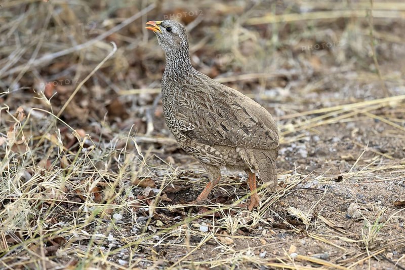 Natal Francolin (Pternistis natalensis), adult, foraging, on the ground, Kruger, Kruger National Park, South Africa