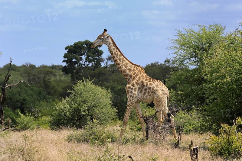 Cape giraffe, (Giraffa camelopardalis giraffa), adult, running, foraging, Kruger, Kruger National Park, South Africa