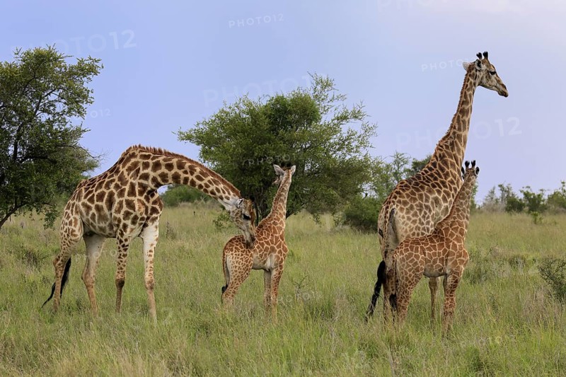 Cape giraffe, (Giraffa camelopardalis giraffa), adult, juvenile, group, social behaviour, Kruger, Kruger National Park, South Africa