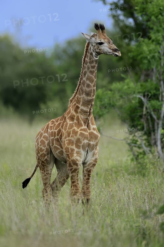 Cape giraffe, (Giraffa camelopardalis giraffa), young animal, alert, Kruger, Kruger National Park, South Africa