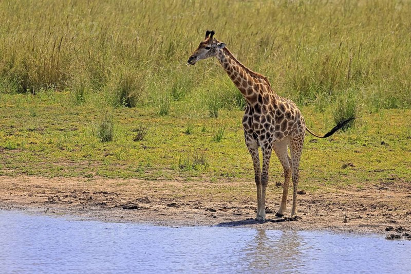 Cape giraffe (Giraffa camelopardalis giraffa), adult, water, Kruger, Kruger National Park, South Africa