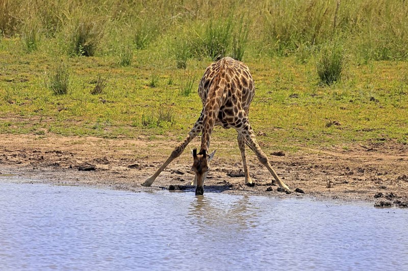Cape giraffe (Giraffa camelopardalis giraffa), adult, water, drinking, Kruger, Kruger National Park, South Africa