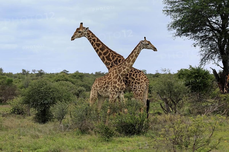 Cape giraffe, (Giraffa camelopardalis giraffa), adult, pair, Kruger, Kruger National Park, South Africa