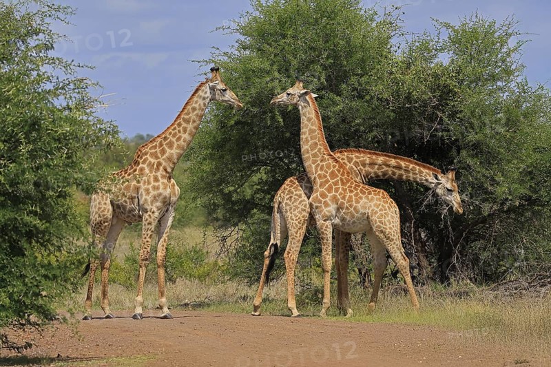 Cape giraffe, (Giraffa camelopardalis giraffa), adult, group, foraging, Kruger, Kruger National Park, South Africa
