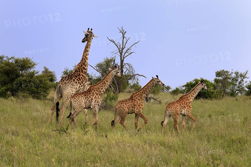 Cape giraffe, (Giraffa camelopardalis giraffa), adult, juvenile, group, running, Kruger, Kruger National Park, South Africa