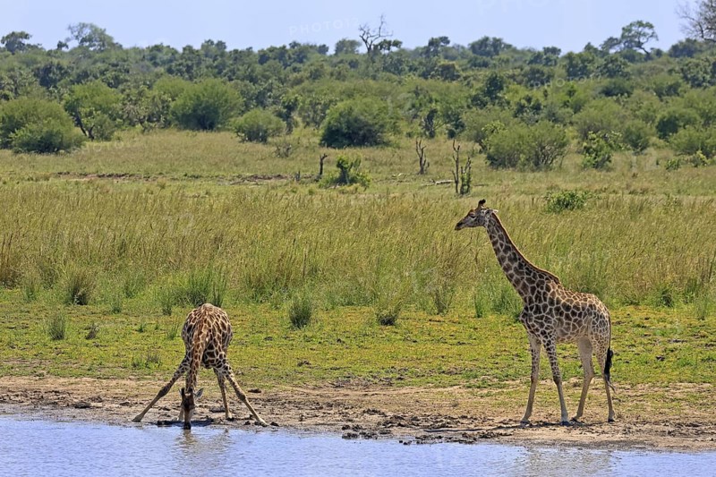 Cape giraffe (Giraffa camelopardalis giraffa), adult, two, water, drinking, Kruger, Kruger National Park, South Africa
