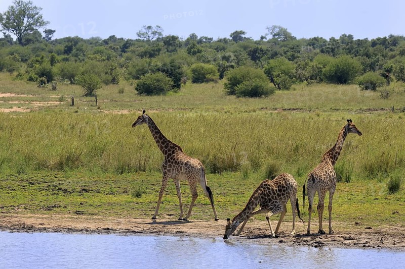 Cape giraffe (Giraffa camelopardalis giraffa), adult, three, water, drinking, Kruger, Kruger National Park, South Africa