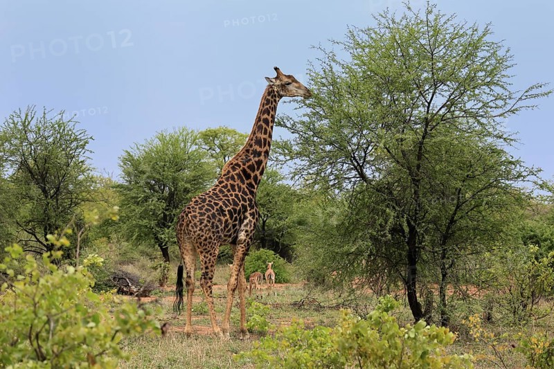 Cape giraffe, (Giraffa camelopardalis giraffa), adult, feeding, Kruger, Kruger National Park, South Africa