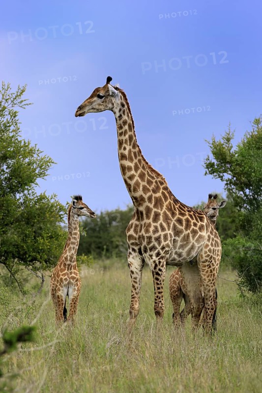 Cape giraffe, (Giraffa camelopardalis giraffa), adult, juvenile, group, Kruger, Kruger National Park, South Africa