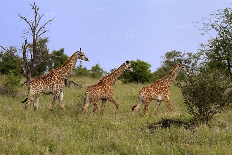 Cape giraffe, (Giraffa camelopardalis giraffa), young animals, group, running, Kruger, Kruger National Park, South Africa