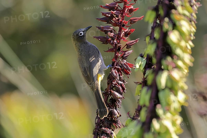 Cape Bulbul (Pycnonotus capensis), adult, on flower, foraging, Kirstenbosch Botanic Gardens, Cape Town, South Africa