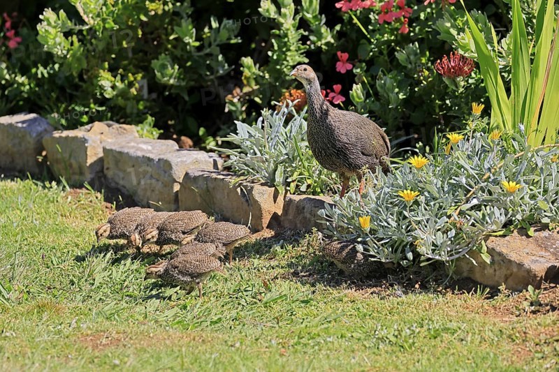 Cape Francolin (Pternistis capensis), adult, mother, with young, vigilant, Kirstenbosch Botanical Gardens, Cape Town, South Africa