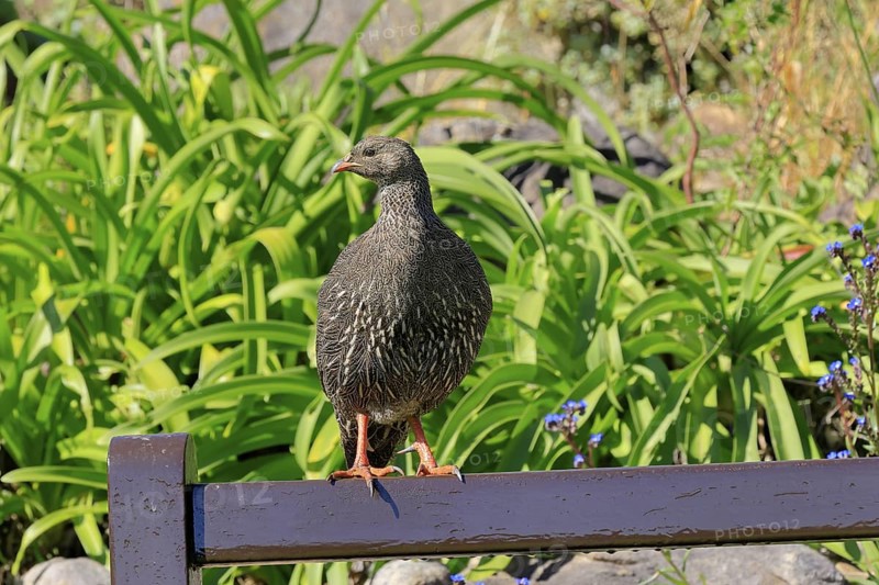 Cape Francolin (Pternistis capensis), adult, on park bench, Kirstenbosch Botanical Gardens, Cape Town, South Africa