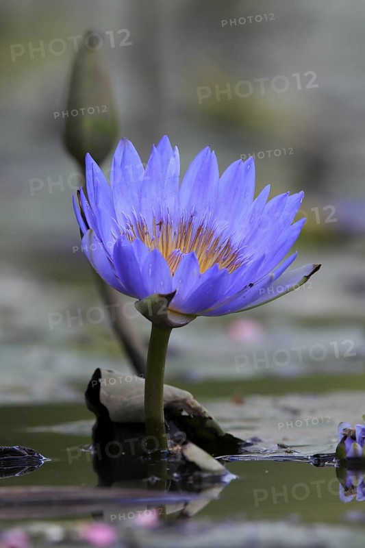Cape water lily (Nymphea capensis), blooming, flower, blue, aquatic plant, Kruger, Kruger National Park, South Africa