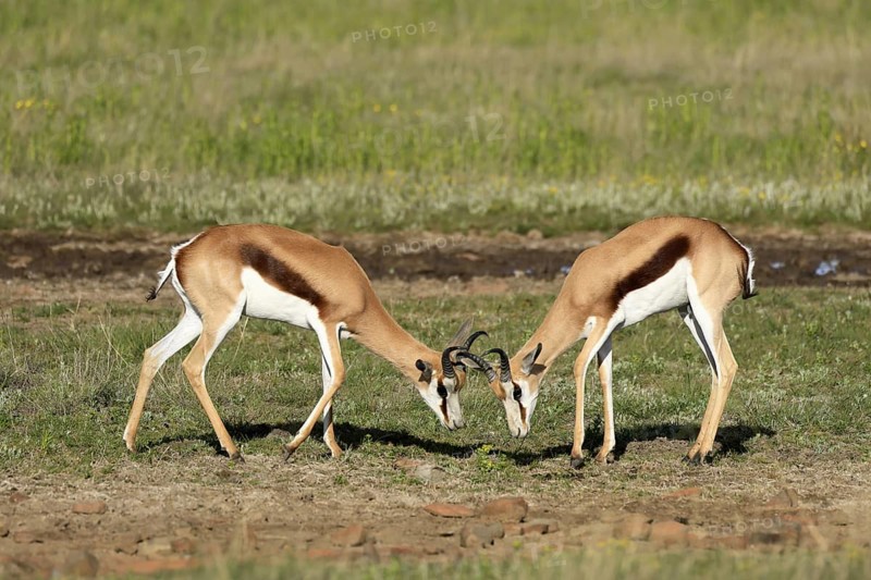 Cape springbok (Antidorcas marsupialis), adult, male, two, fighting, Mountain Zebra National Park, Eastern Cape, South Africa