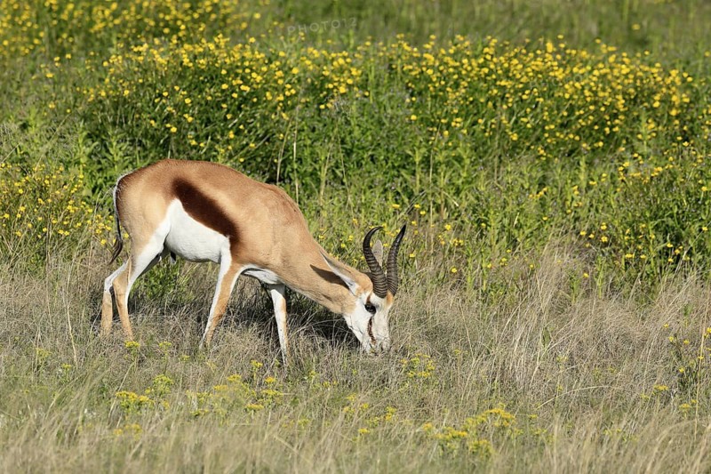 Cape springbok (Antidorcas marsupialis), adult, male, feeding, Mountain Zebra National Park, Eastern Cape, South Africa