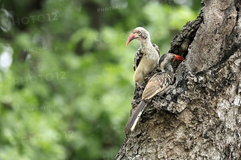 Mopanetoko (Tockus rufirostris), Southern Red-billed Hornbill, adult, pair, on tree, at breeding den, feeding the young, Kruger, Kruger National Park, South Africa