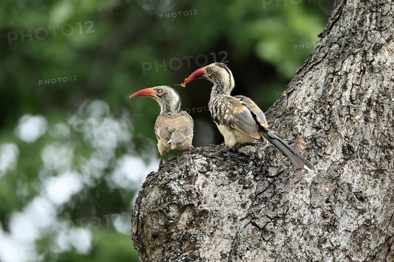 Mopanetoko (Tockus rufirostris), Southern Red-billed Hornbill, adult, pair, on tree, at breeding den, with food, Kruger, Kruger National Park, South Africa