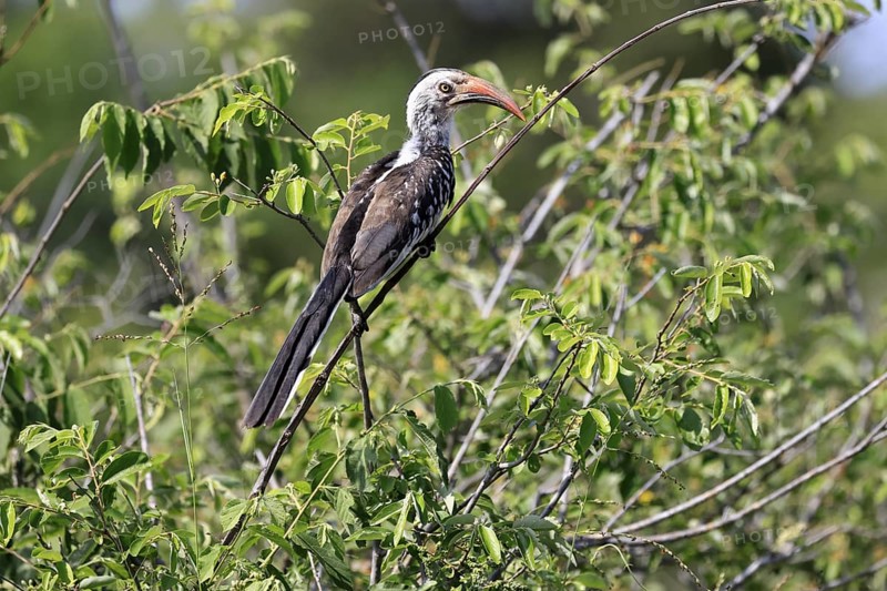Mopanetoko (Tockus rufirostris), Southern Red-billed Hornbill, adult, on tree, alert, Kruger, Kruger National Park, South Africa