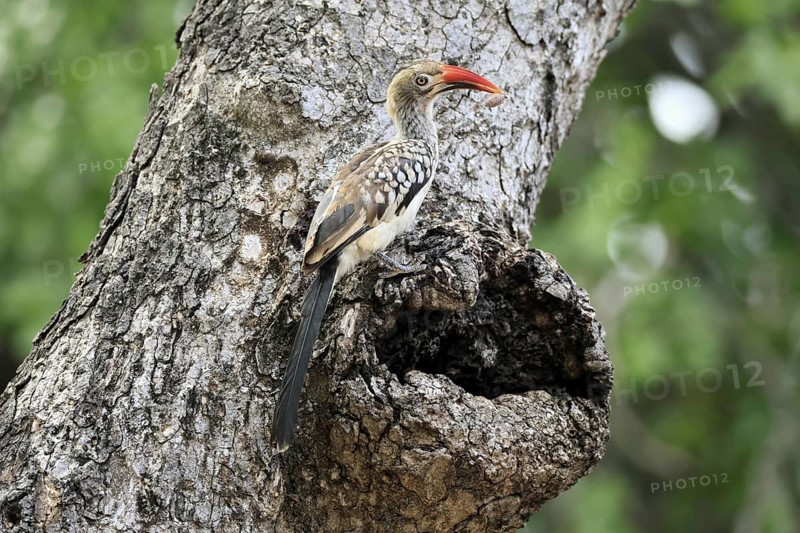 Mopanetoko (Tockus rufirostris), Southern Red-billed Hornbill, adult, on tree, alert, at breeding den, with food, Kruger, Kruger National Park, South Africa