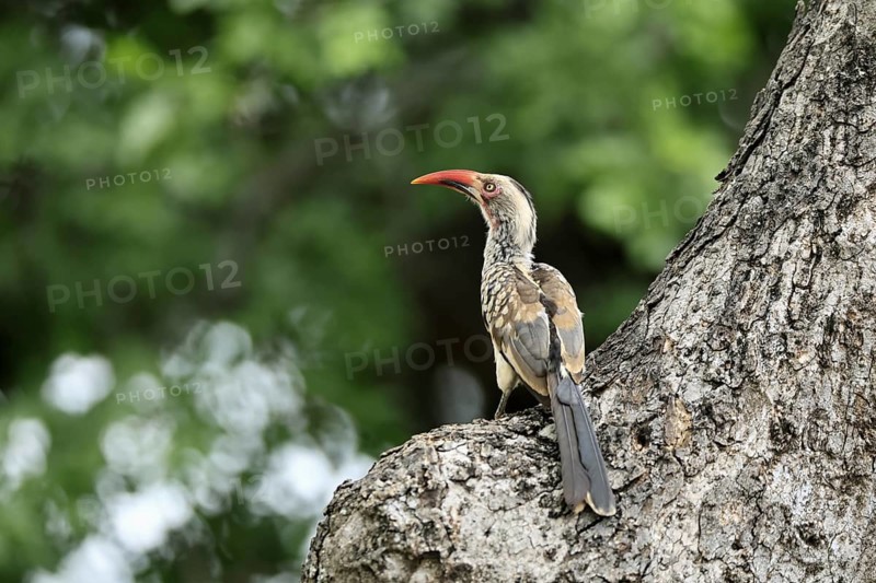 Mopanetoko (Tockus rufirostris), Southern Red-billed Hornbill, adult, on tree, alert, at breeding den, Kruger, Kruger National Park, South Africa