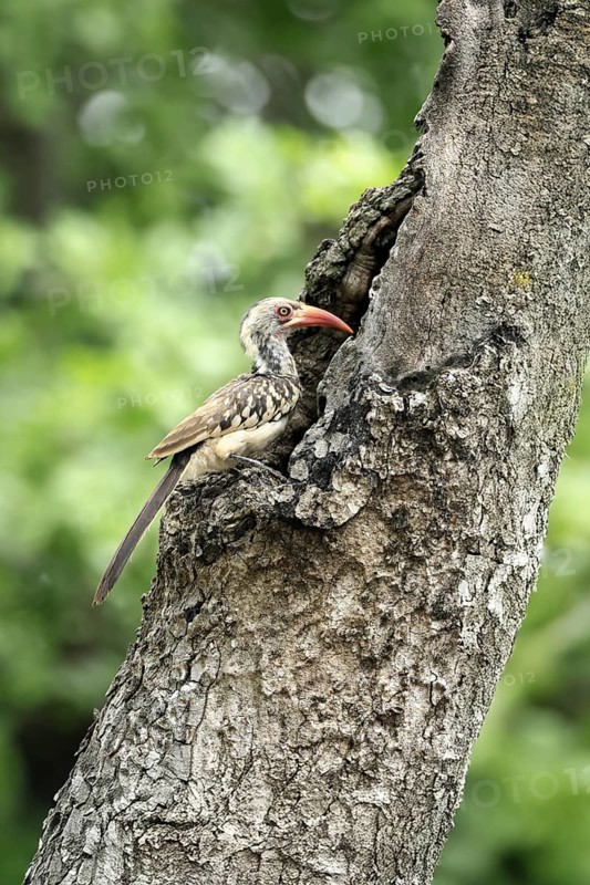 Mopanetoko (Tockus rufirostris), Southern Red-billed Hornbill, adult, on tree, alert, at breeding den, Kruger, Kruger National Park, South Africa