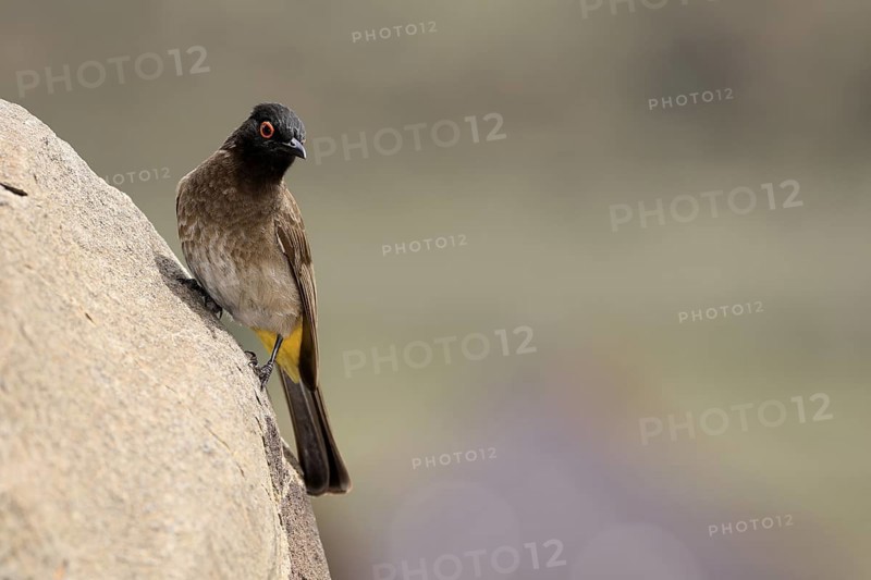 Masked Bulbul (Pycnonotus nigricans), adult, alert, on rocks, Mountain Zebra National Park, South Africa