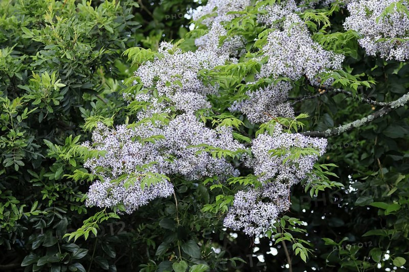 Cedrach tree (Melia azedarach), flower, in bloom, Kirstenbosch Botanical Gardens, Cape Town, South Africa