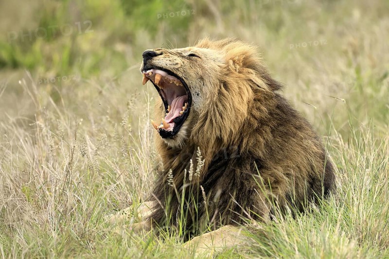 Lion (Panthera leo), male, portrait, yawning, Kruger, Kruger National Park, South Africa