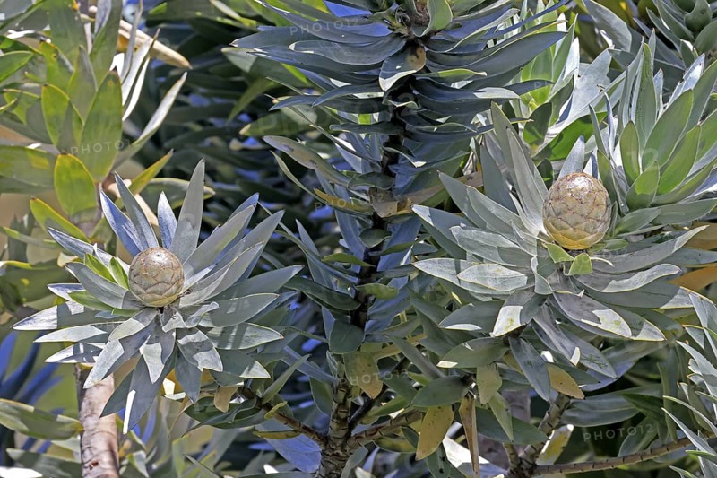 Silver tree (Leucadendron argenteum), flowering, flowers, Kirstenbosch Botanical Gardens, Cape Town, South Africa