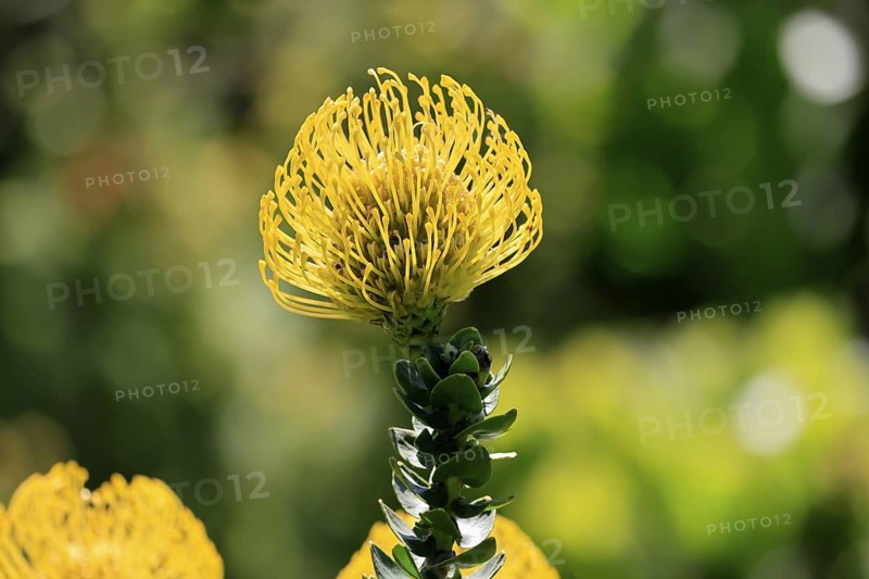 Pincushion protea (Leucospermum cordifolium), flower, in bloom, Kirstenbosch Botanical Gardens, Cape Town, South Africa