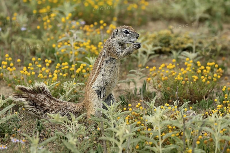 Cape bristle-thighed squirrel (Xerus inauris), adult, standing upright, feeding, flower meadow, Mountain Zebra National Park, Eastern Cape, South Africa