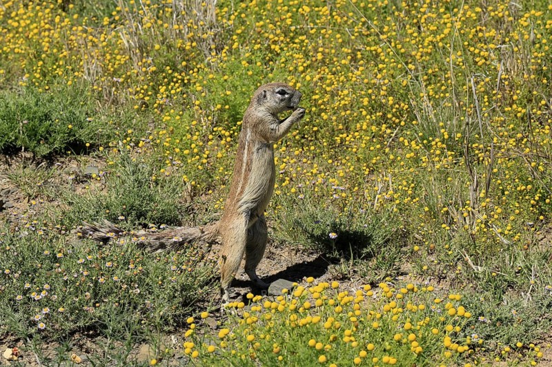 Cape bristle-thighed squirrel (Xerus inauris), adult, alert, standing upright, feeding, flower meadow, Mountain Zebra National Park, Eastern Cape, South Africa