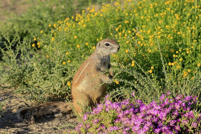 Cape bristle-necked squirrel (Xerus inauris), adult, alert, standing upright, foraging, flower meadow, Mountain Zebra National Park, Eastern Cape, South Africa