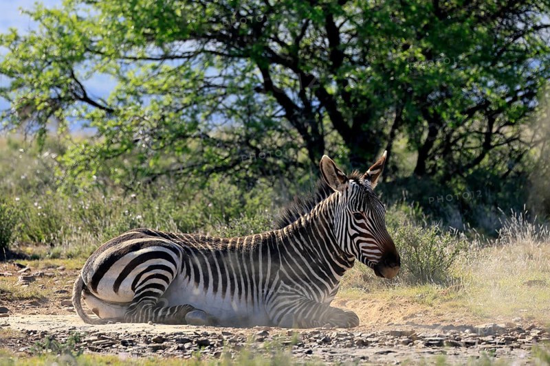 Cape Mountain Zebra (Equus zebra zebra), adult, sand bath, grooming, Mountain Zebra National Park, Eastern Cape, South Africa