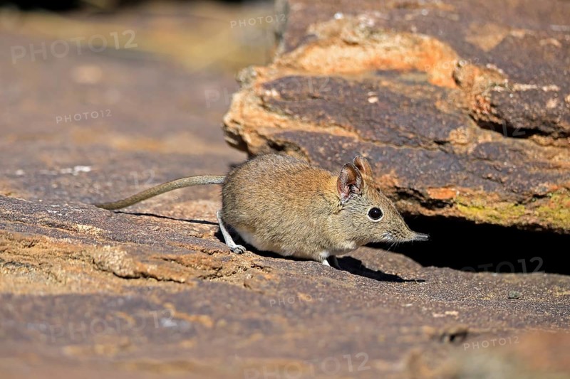 Short-eared elephant shrew (Macroscelides probosideus), adult, foraging, Mountain Zebra National Park, Eastern Cape, South Africa