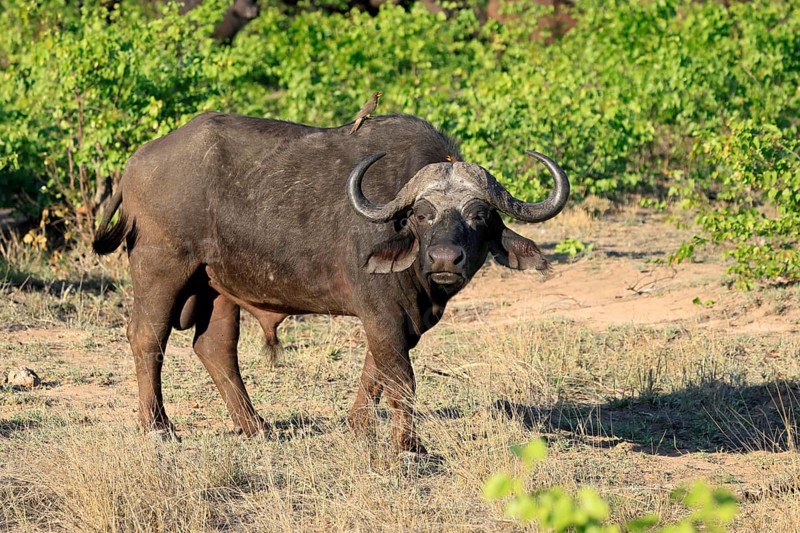 Cape buffalo (Syncerus caffer), adult, male, alert, foraging, Kruger, Kruger National Park, South Africa