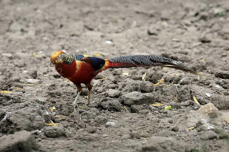 Golden Pheasant (Chrysolophus pictus), adult, male, captive, China