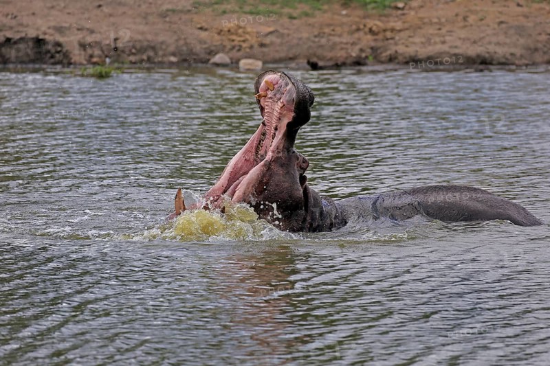Hippopotamus (Hippopatamus amphibius), adult, in water, yawning, threatening, Kruger, Kruger National Park, South Africa