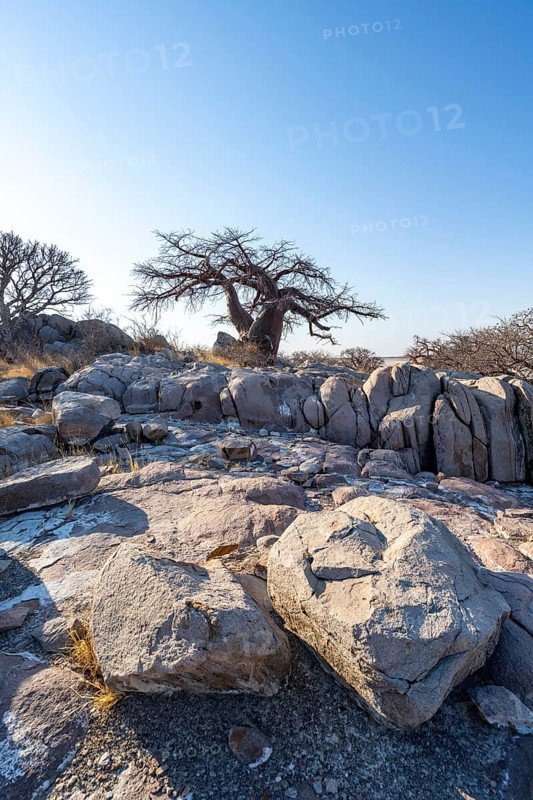 African baobab or baobab tree (Adansonia digitata), between round rocks, Kubu Island (Lekubu), Sowa Pan, Makgadikgadi salt pans, Botswana