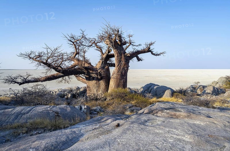 African baobab or baobab tree (Adansonia digitata), overlooking the salt pan, Kubu Island (Lekubu), Sowa Pan, Makgadikgadi Salt Pans, Botswana