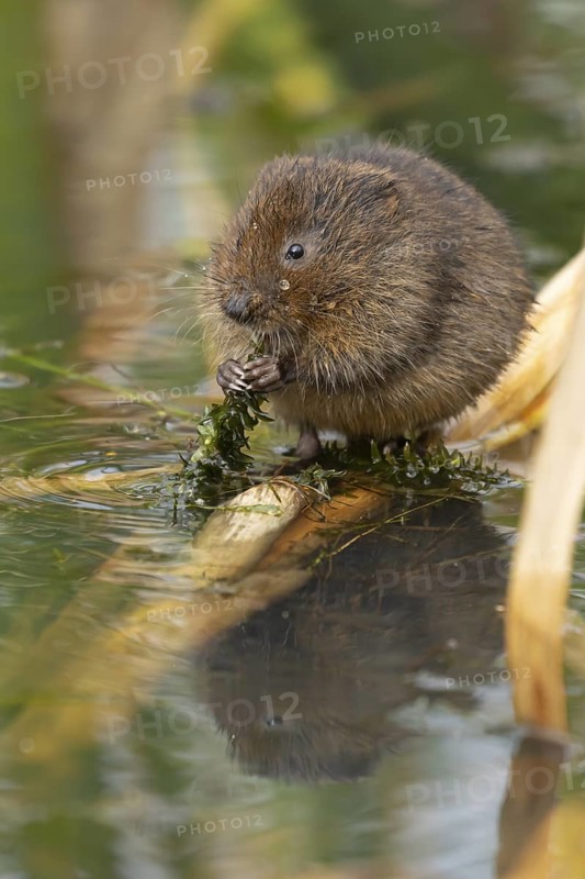 Water vole (Arvicola amphibius) adult rodent animal feeding on pond weed in a reedbed in summer, Suffolk, England, United Kingdom