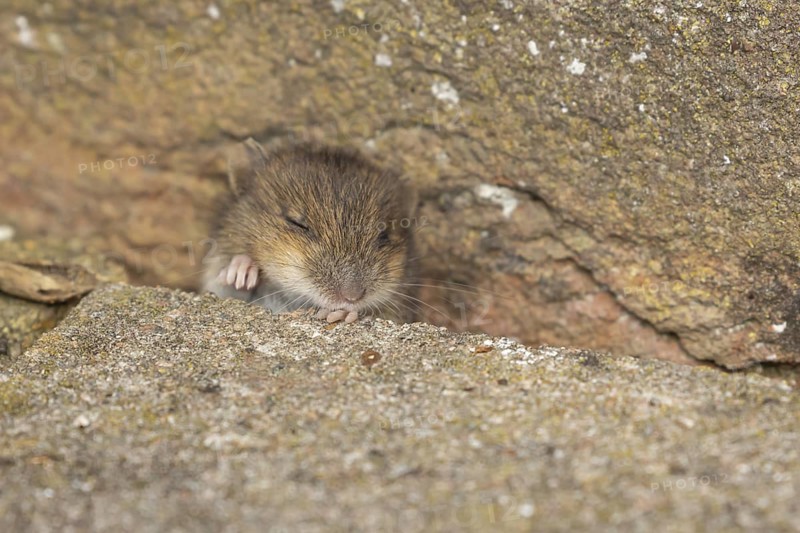 Brown rat (Rattus norvegicus) juvenile baby rodent animal emerging from a hole in an urban building, England, United Kingdom