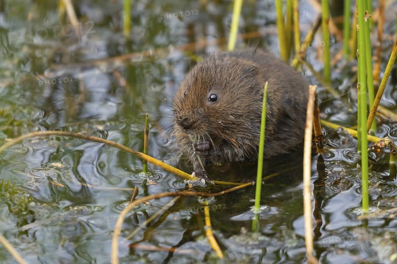 Water vole (Arvicola amphibius) adult rodent animal feeding on pond weed in a reedbed in summer, Suffolk, England, United Kingdom