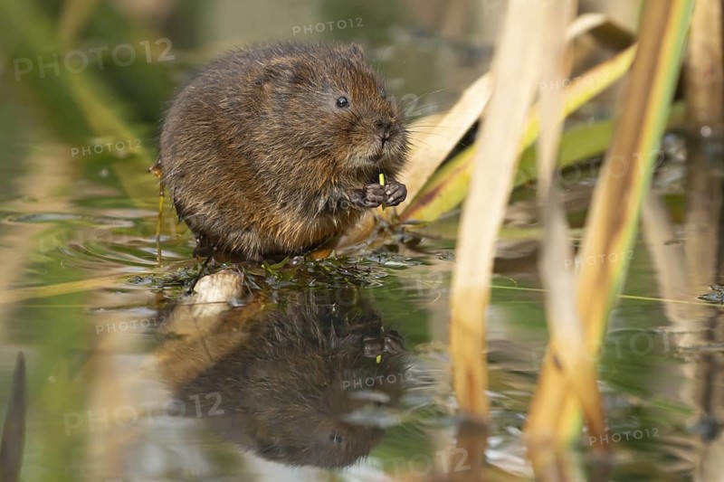 Water vole (Arvicola amphibius) adult rodent animal feeding amongst reeds in a pond in summer, Suffolk, England, United Kingdom