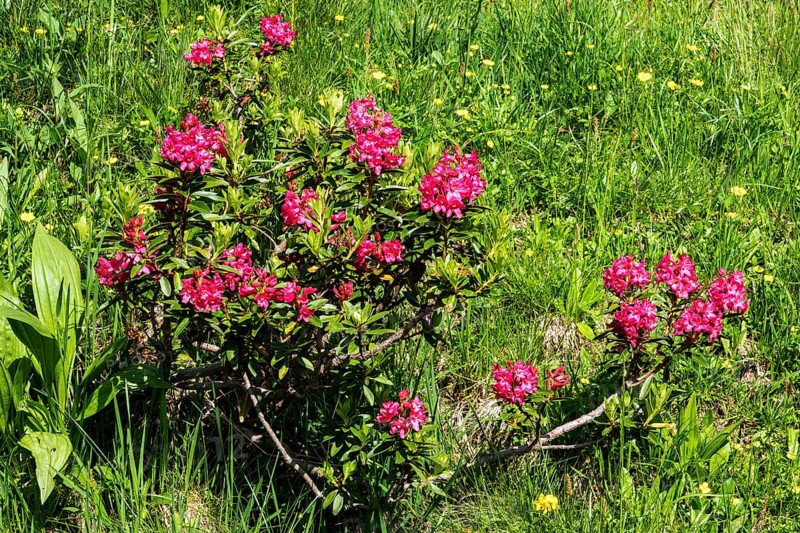 Rusty-leaved alpenrose (Rhododendron ferrugineum), also known as rusty red alpine rose or rusty red alpine rose, flowering, Oberstdorf, Oberallgäu, Allgäu, Bavaria, Germany