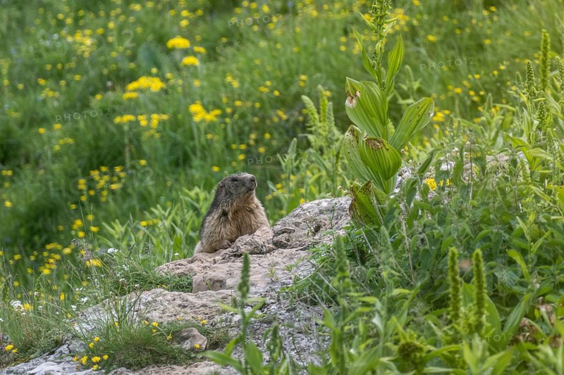 Marmot (Marmota marmota), Monte Baldo, Veneto, Italy